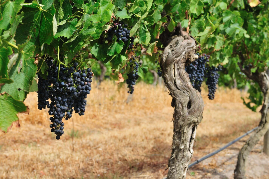 Low Sulphur Wines - Taste the Difference in the Ripple